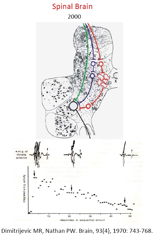 Diagram of the spinal brain
